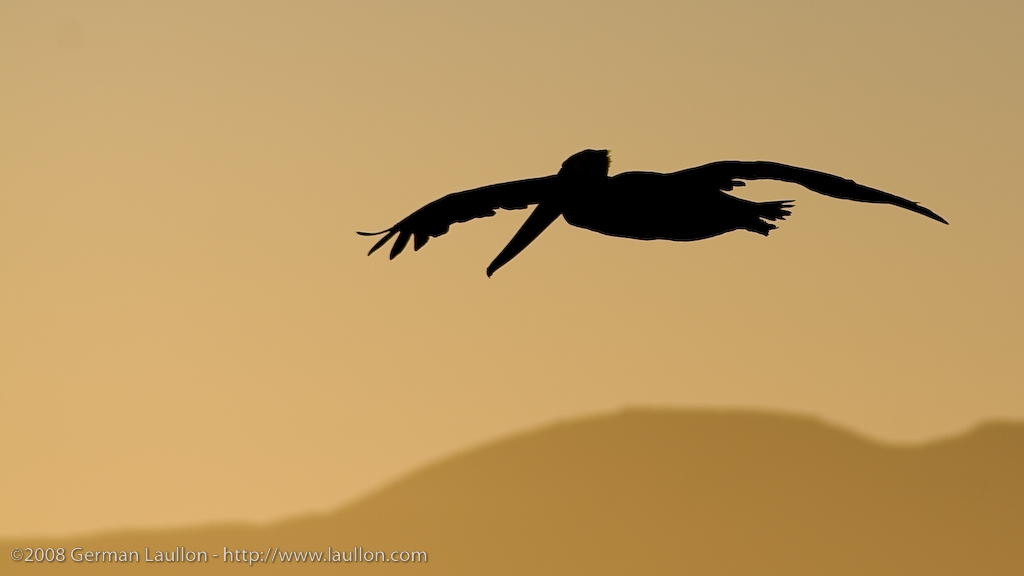 volando